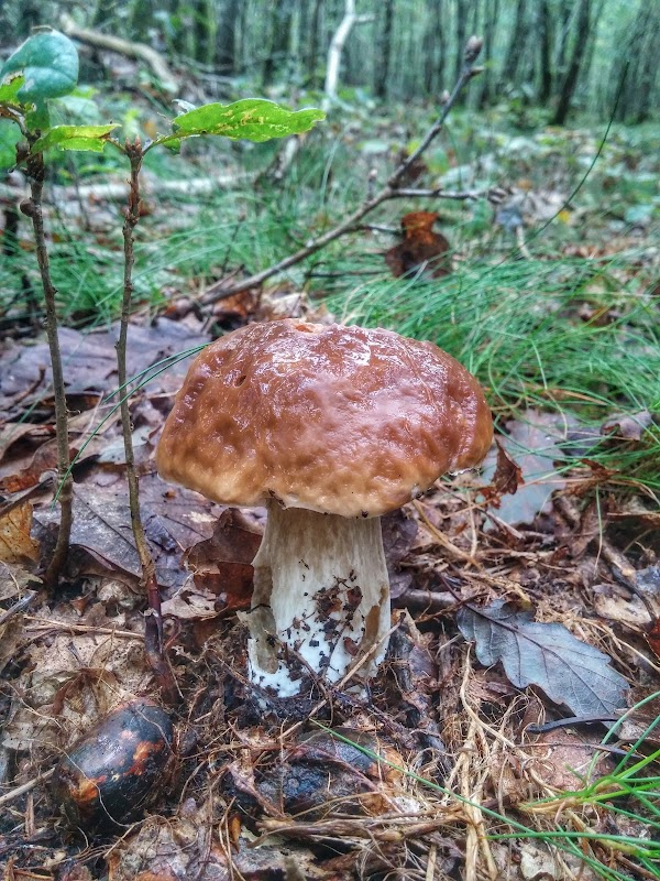 La Forêt de Blessac