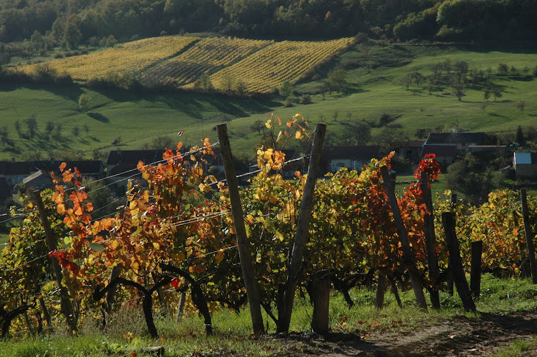 Domaine CAMUS RENAUT (SCEA les Coteaux De Coiffy)
