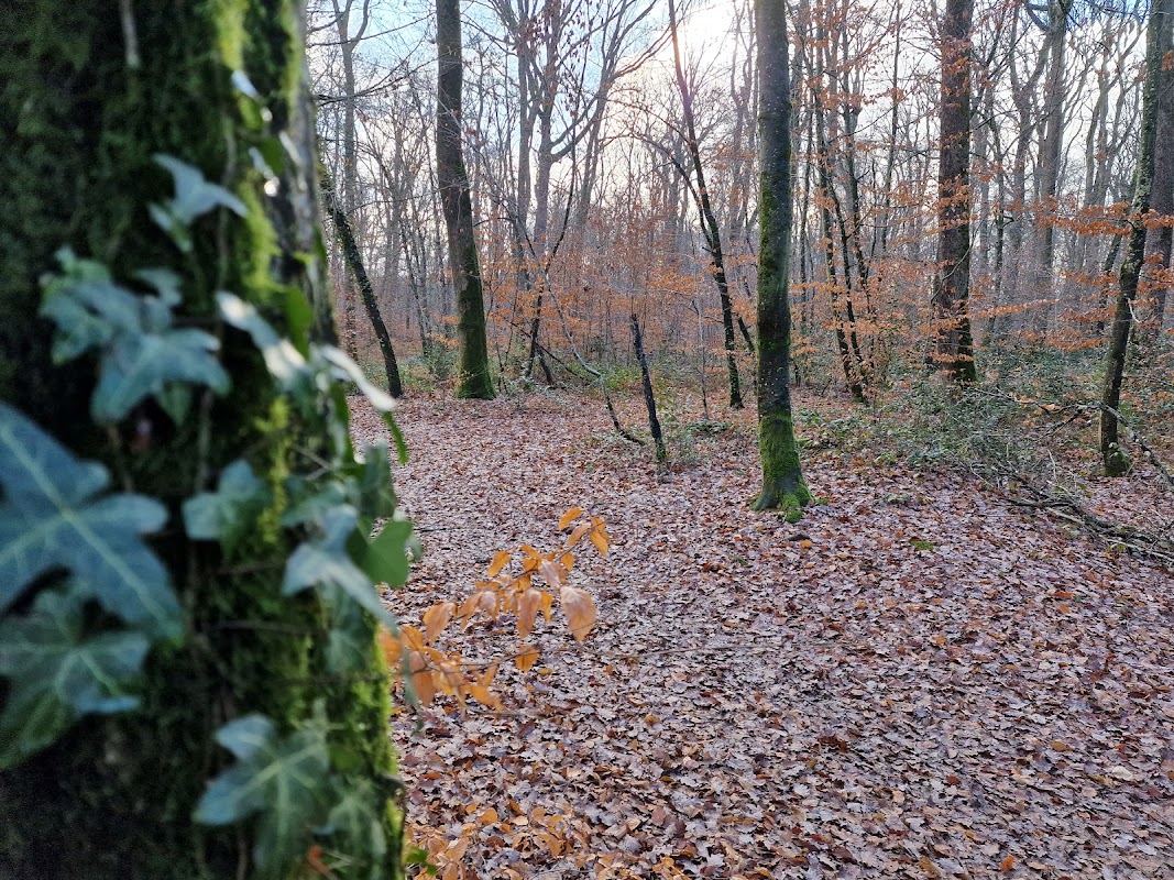 Balade merveilleuse en forêt
