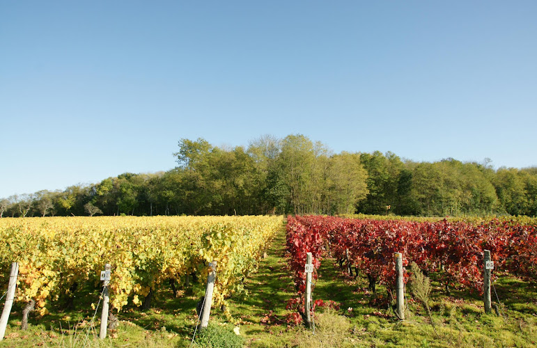 SCEA Vignoble GUILLAUME