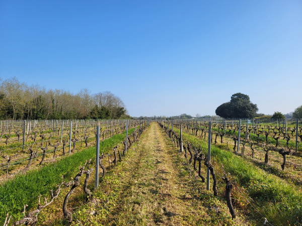 Vignobles Poitevin