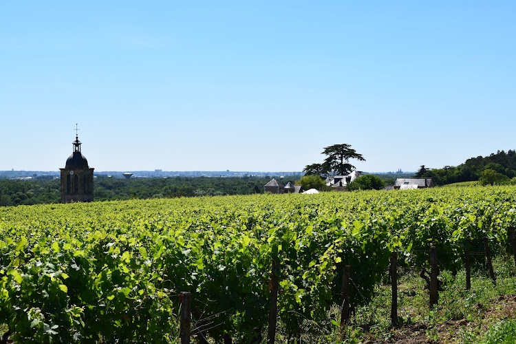 Rendez-Vous dans les Vignes