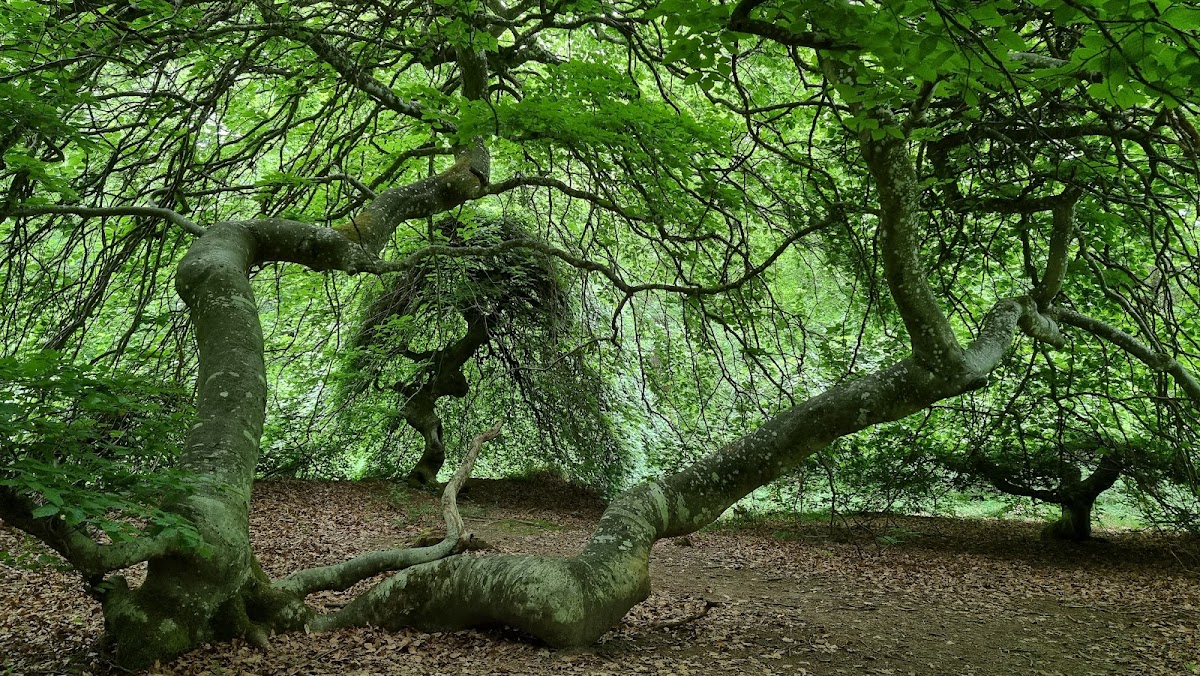 Forêt Domaniale de Reims