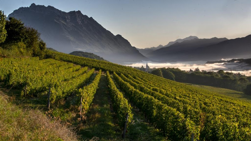 Domaine de l'Idylle - Sylvain Tiollier