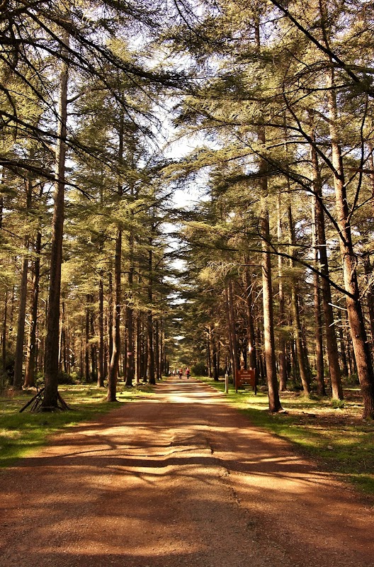 Forêt des Cèdres du Petit Luberon