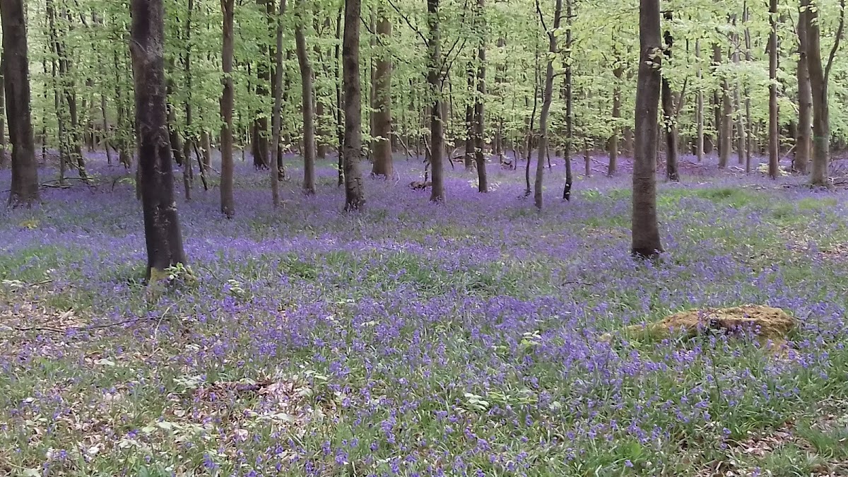 Forêt d'Eawy