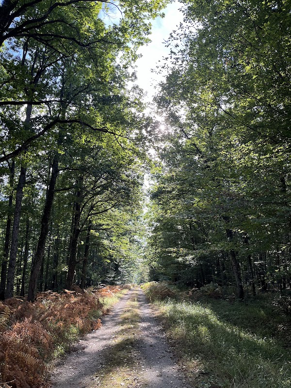 Forêt de Tronçais