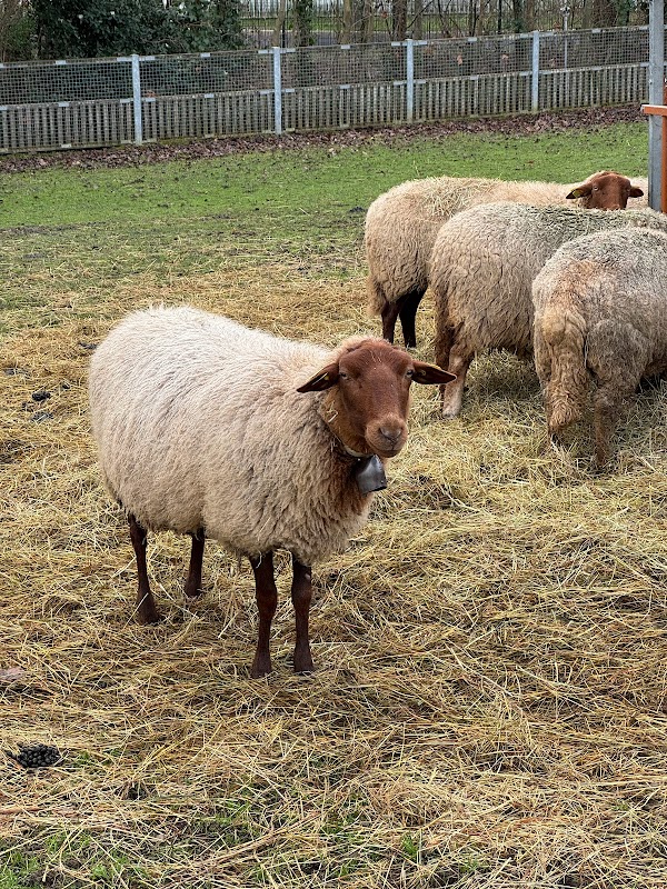 Ferme Départementale des Chanteraines