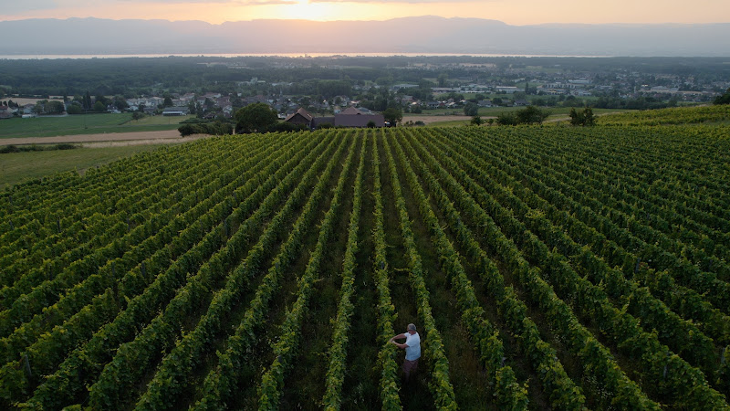 Domaine Les Vignes De Paradis