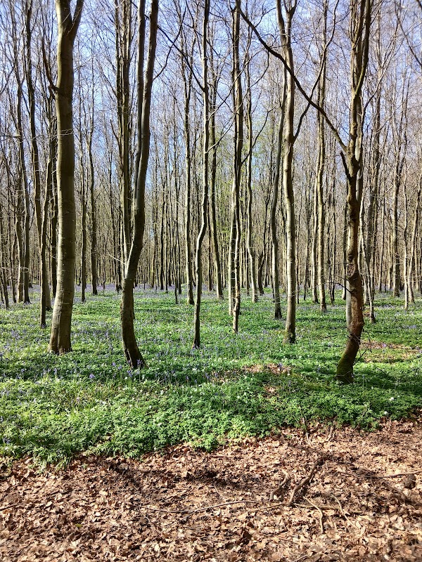 Forêt de Tournehem
