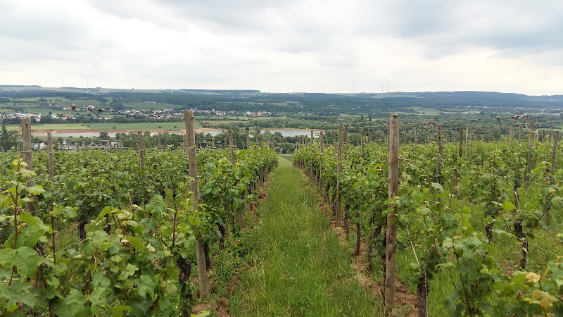 Domaines Vinsmoselle - Caves des Vignerons Wellenstein