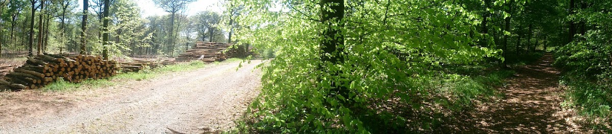 Forêt de Secondigny