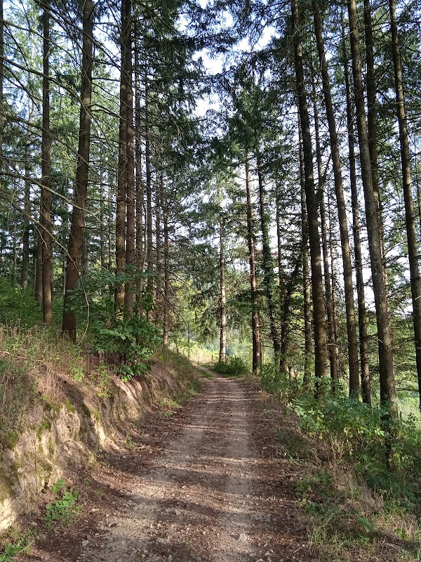 Forêt de la Pyramide