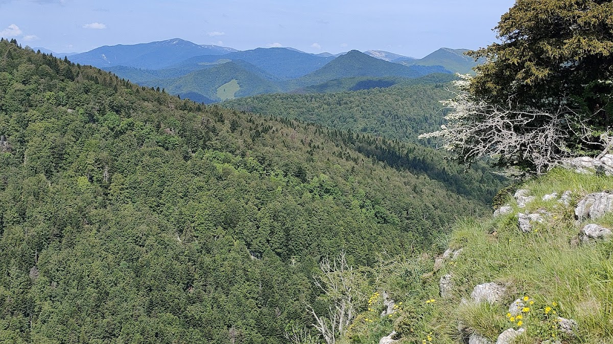 Forêt d'Iraty