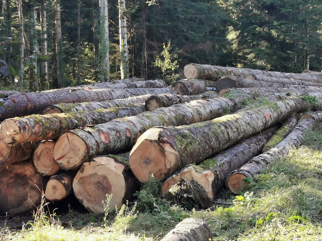 Forêt de Bélesta