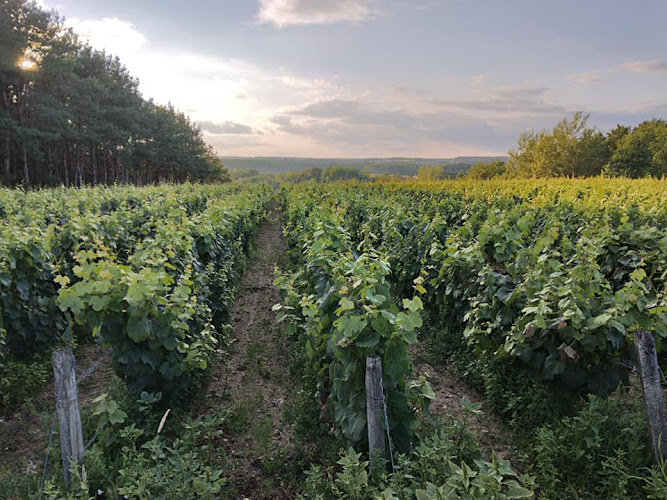 Vignoble Tévenot