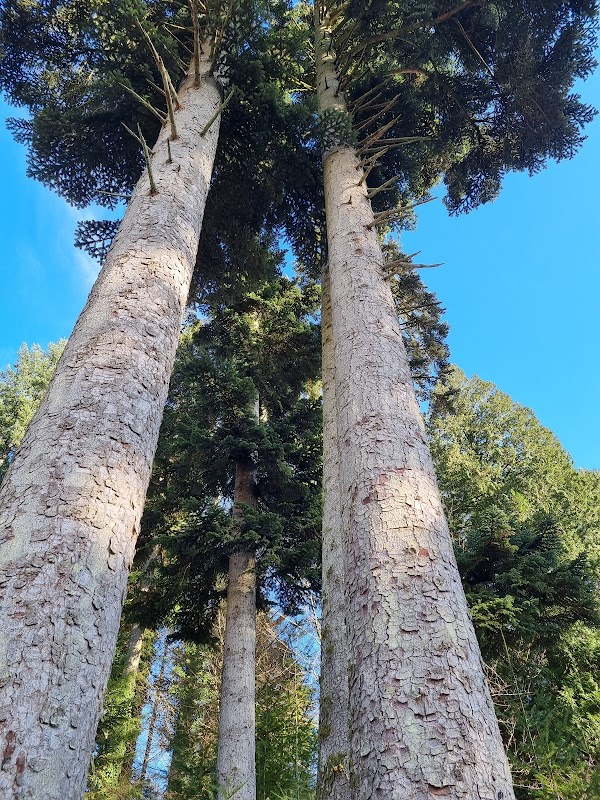 Arboretum de la Jonchère