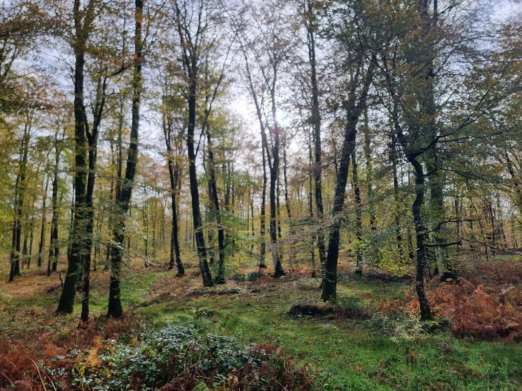 Forêt de Cerisy