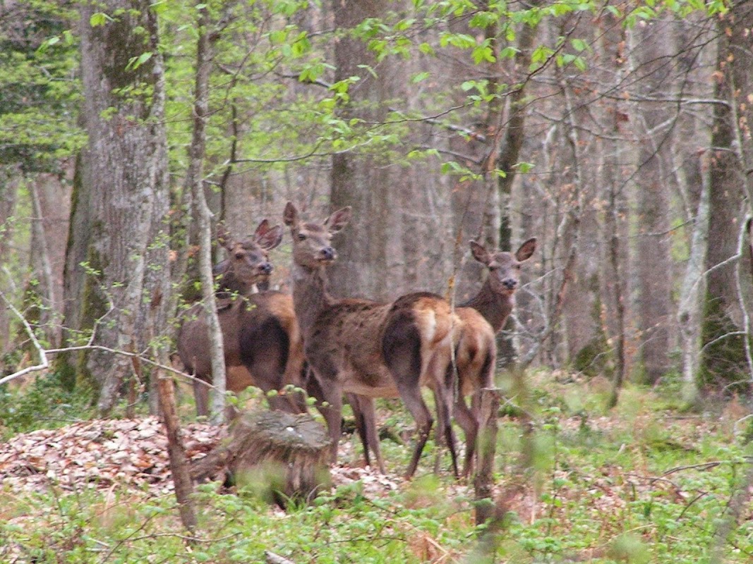 Forêt de Bertranges