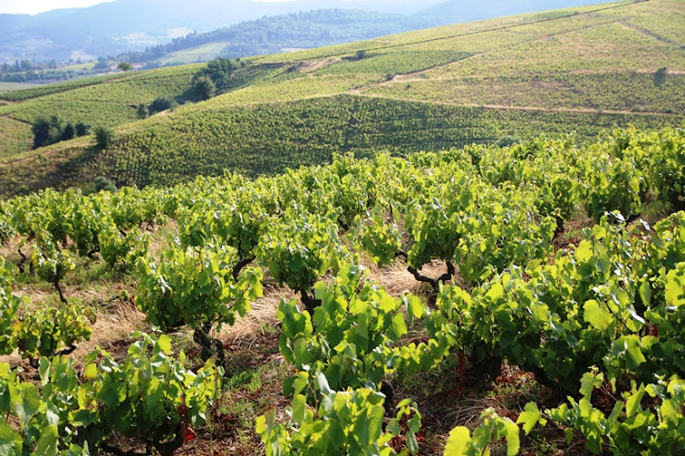 Nos Vignes