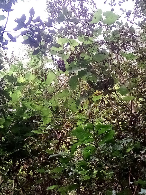 Forêt de Suzac