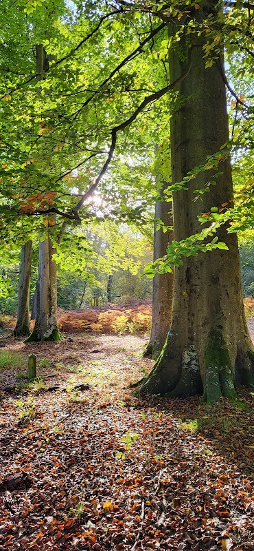 Forêt de Compiègne