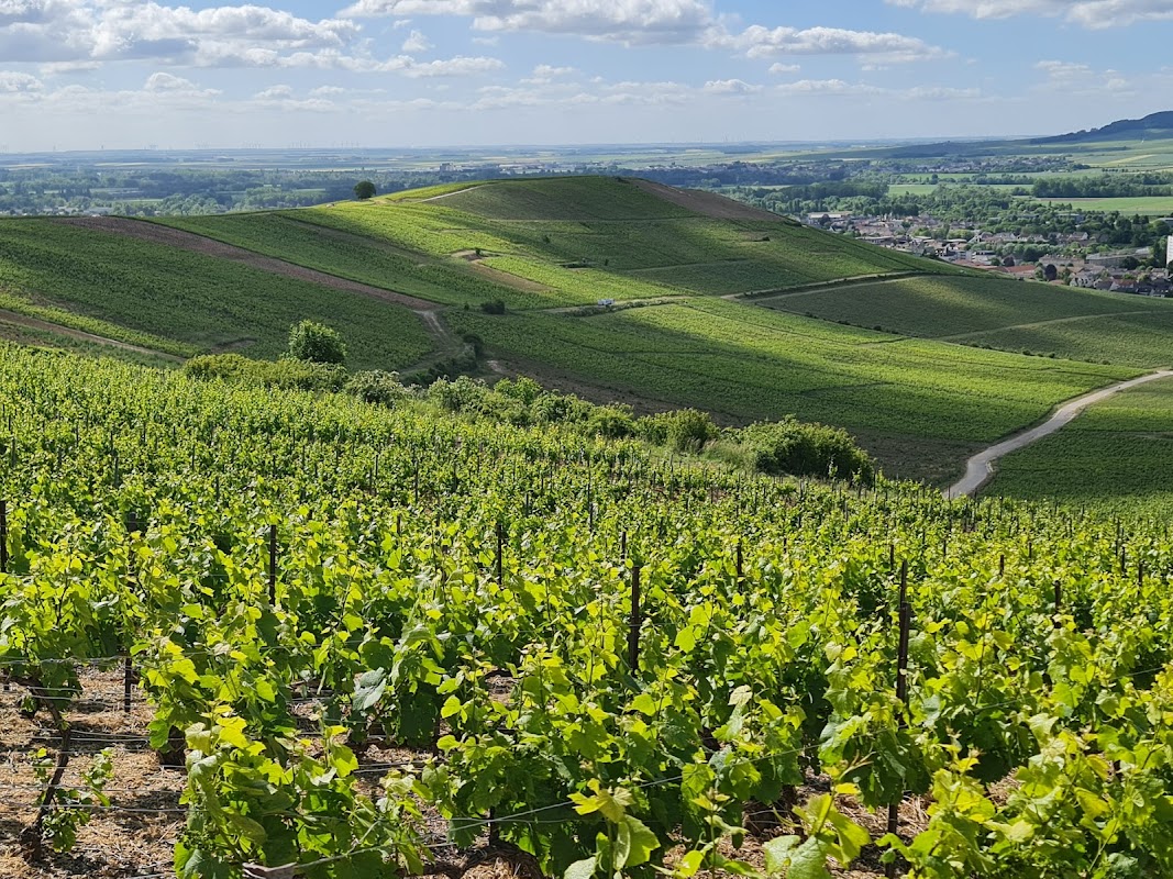 Parc Naturel Régional de la Montagne de Reims
