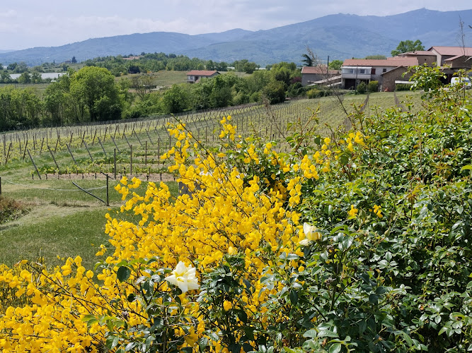 Vignobles Roland Grangier | SAINT JOSEPH | CONDRIEU | CÔTE RÔTIE I Dégustation du Lundi au Samedi sur RDV de préférence