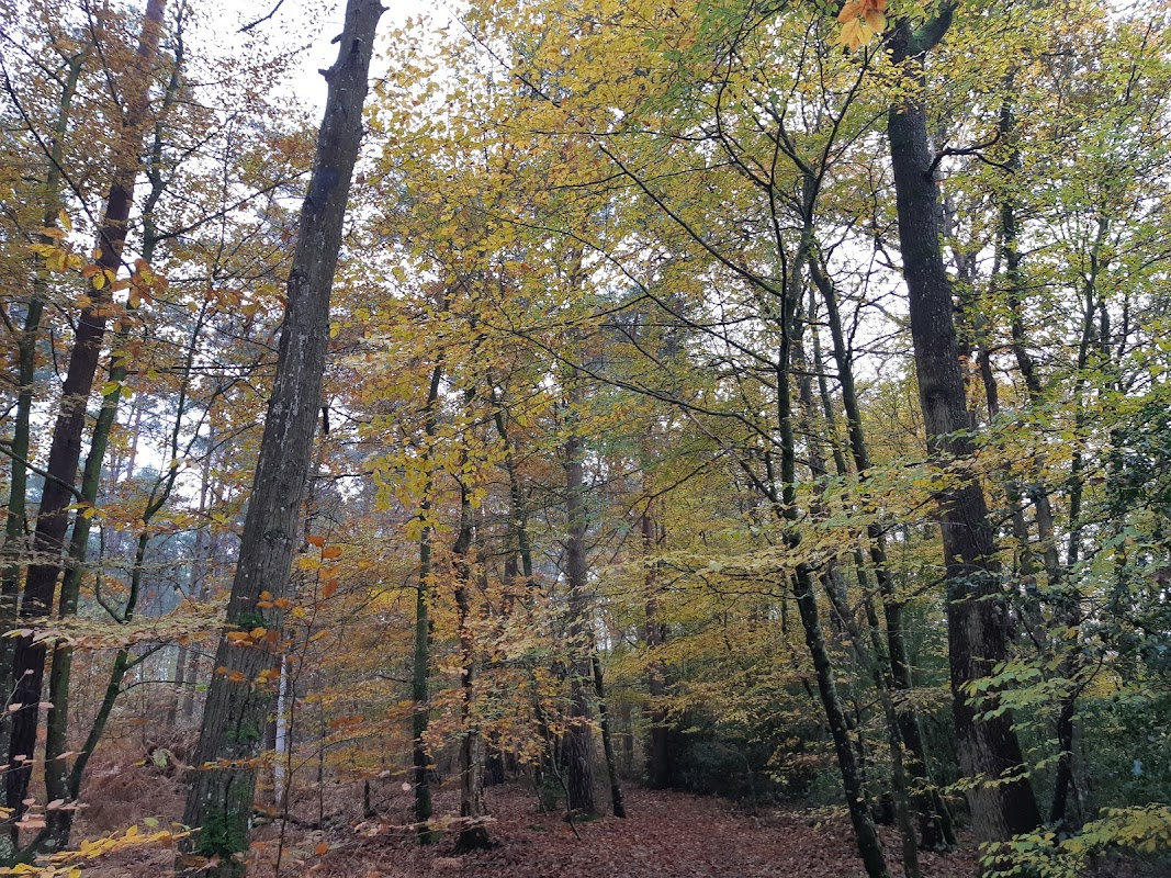 Forêt de Rennes