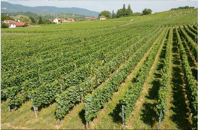 Domaine des Anges (GAEC Caillet) VIN DE SAVOIE