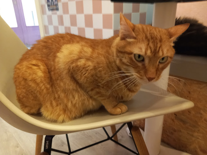 Meow Cats Café - Cats & Coffee (+10 ans uniquement)