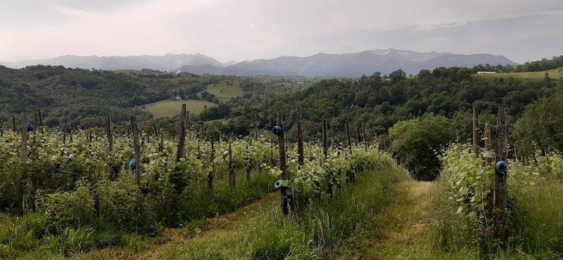 Domaine Latapy - Jurançon Bio