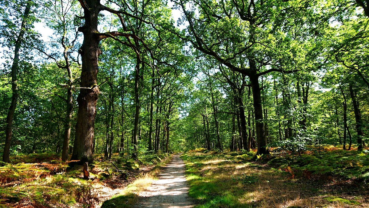 Forêt de Sénart - Circuit des Cèdres
