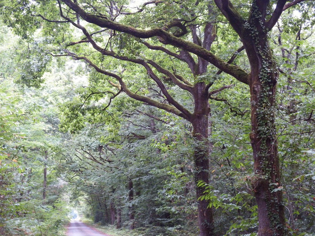 Forêt de Longuenée