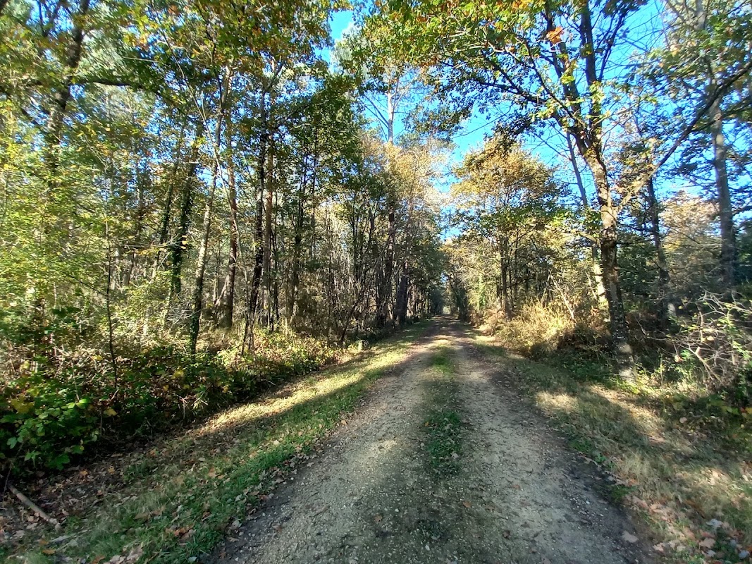 Forêt de Scévolles
