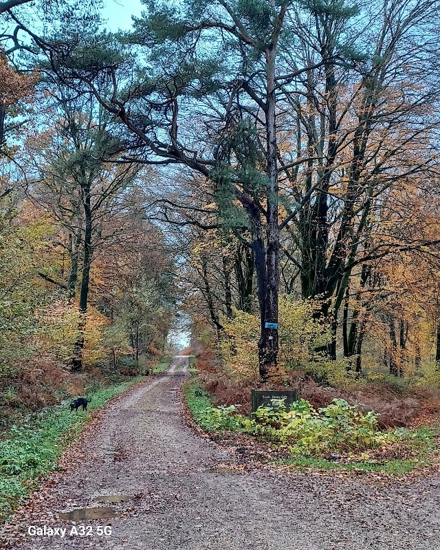 Forêt Domaniale de Desvres