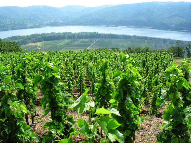 Domaine du Château Vieux (Ouvert mardi au samedi 9h à 12h et de 14h à 18h30)