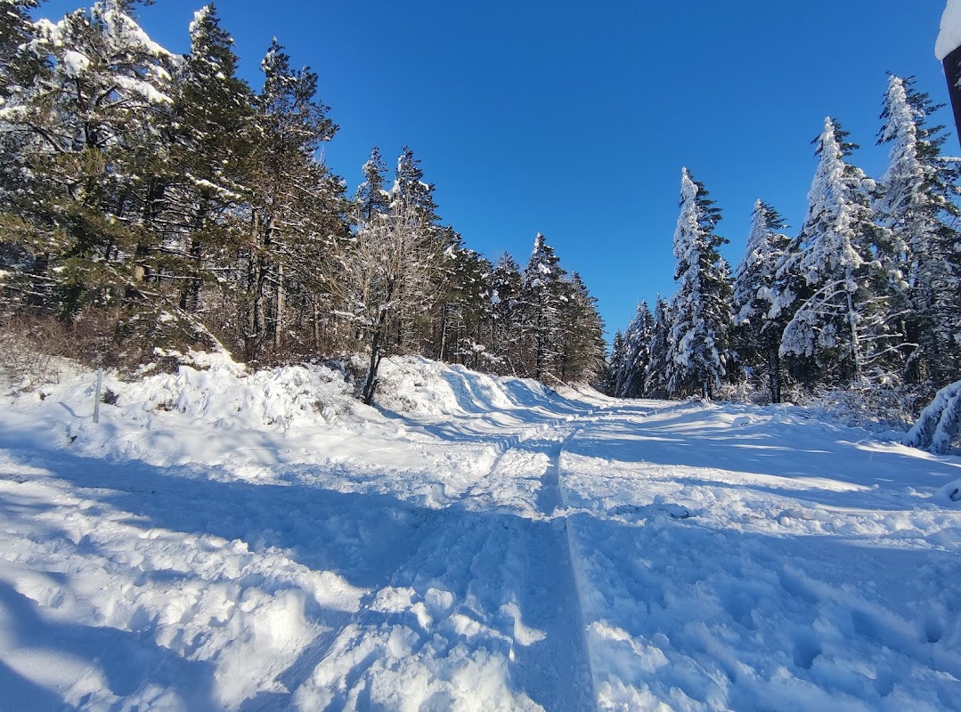 Forêt de l'Escandorgue