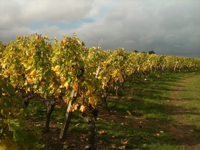 Domaine Bodineau Producteur de Coteaux du Layon, Cabernet d'Anjou et Crémant de Loire