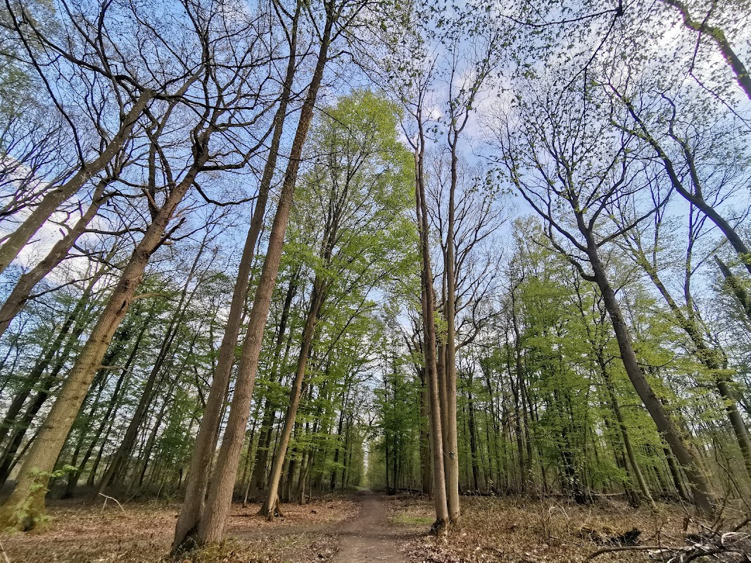 Forêt de Marly