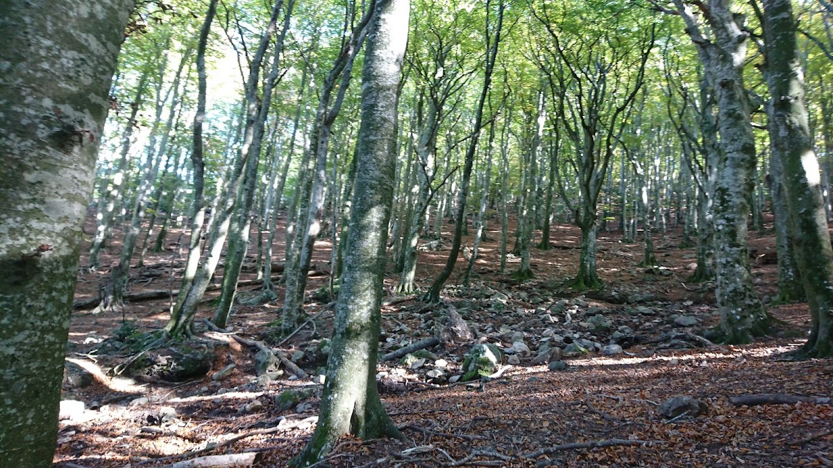Forêt de la Massane