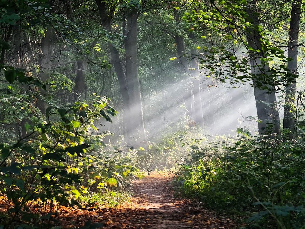 Forêt Domaniale de Notre-Dame