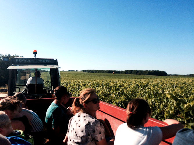 Vignoble Pelletant - Domaine de la Chevalerie