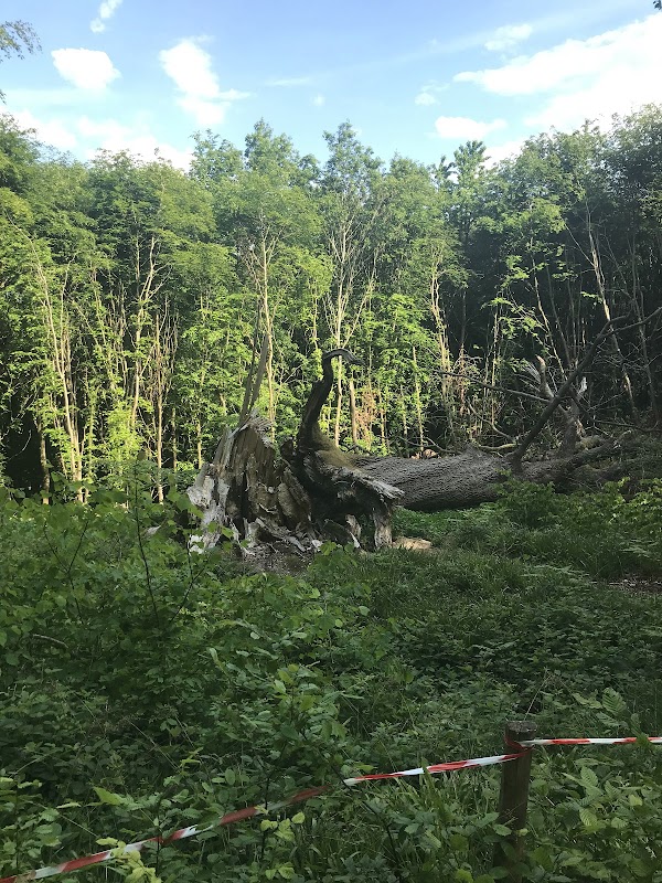 Forêt d'Eu