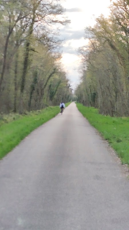 Forêt de la Hardt