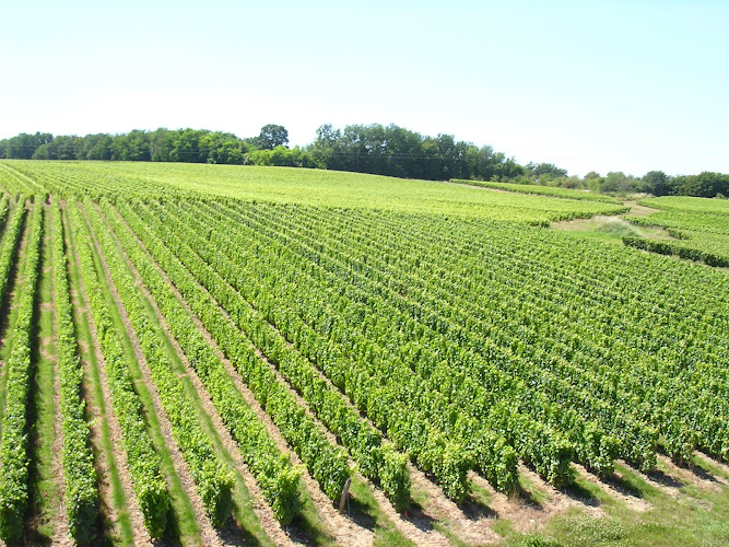 Domaine Paris Père Et Fils