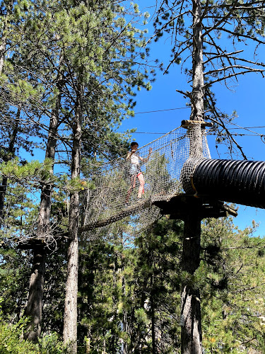 Du Haut Des Arbres