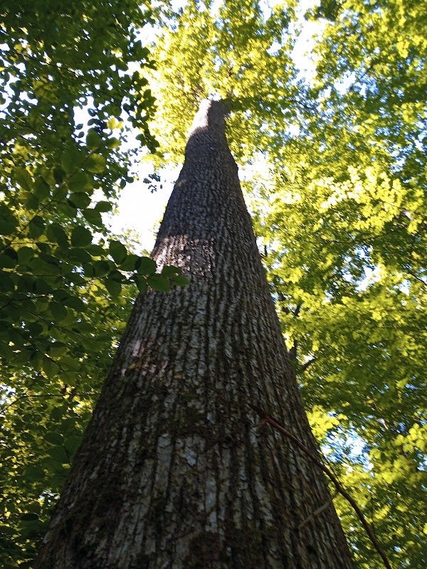 Forêt de Senonches