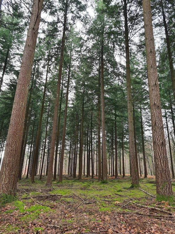 Forêt de Bercé