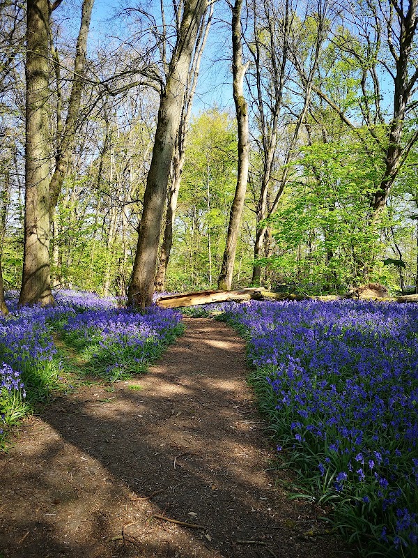 Bois de Marœuil